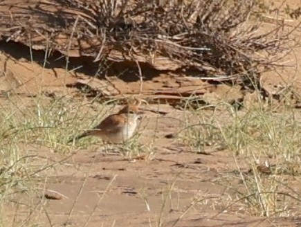 Dune Lark (Dune) - ML646125314