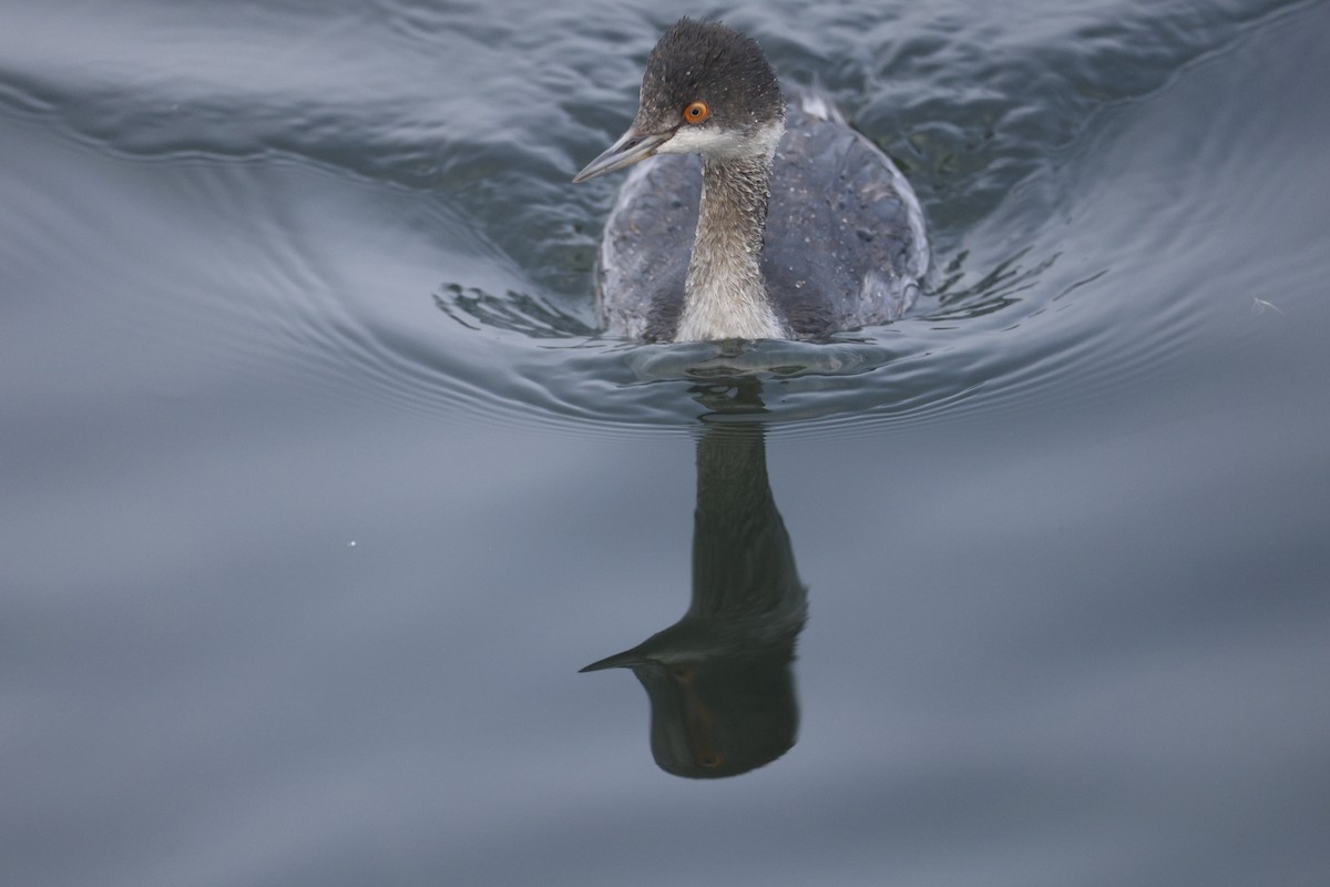 Eared Grebe - ML646125315