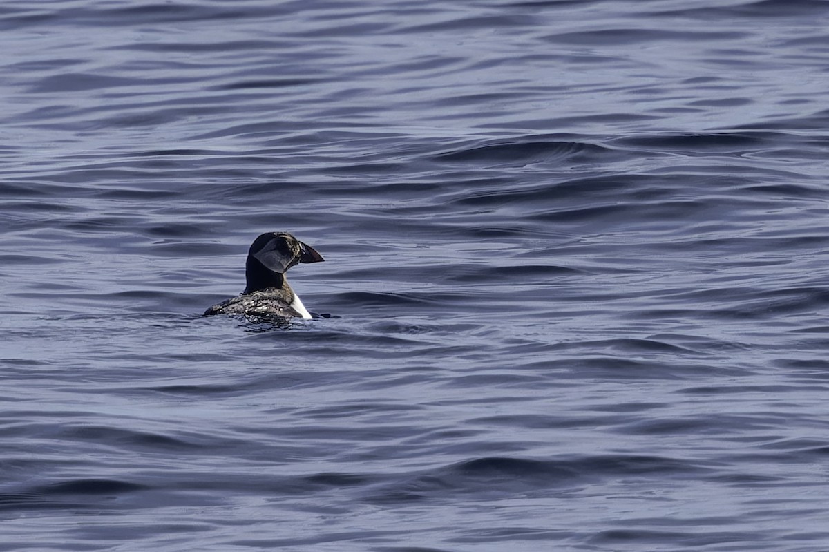 Atlantic Puffin - ML646125316