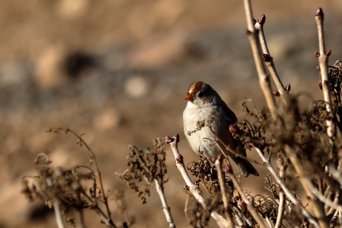 White-crowned Sparrow - ML646125326