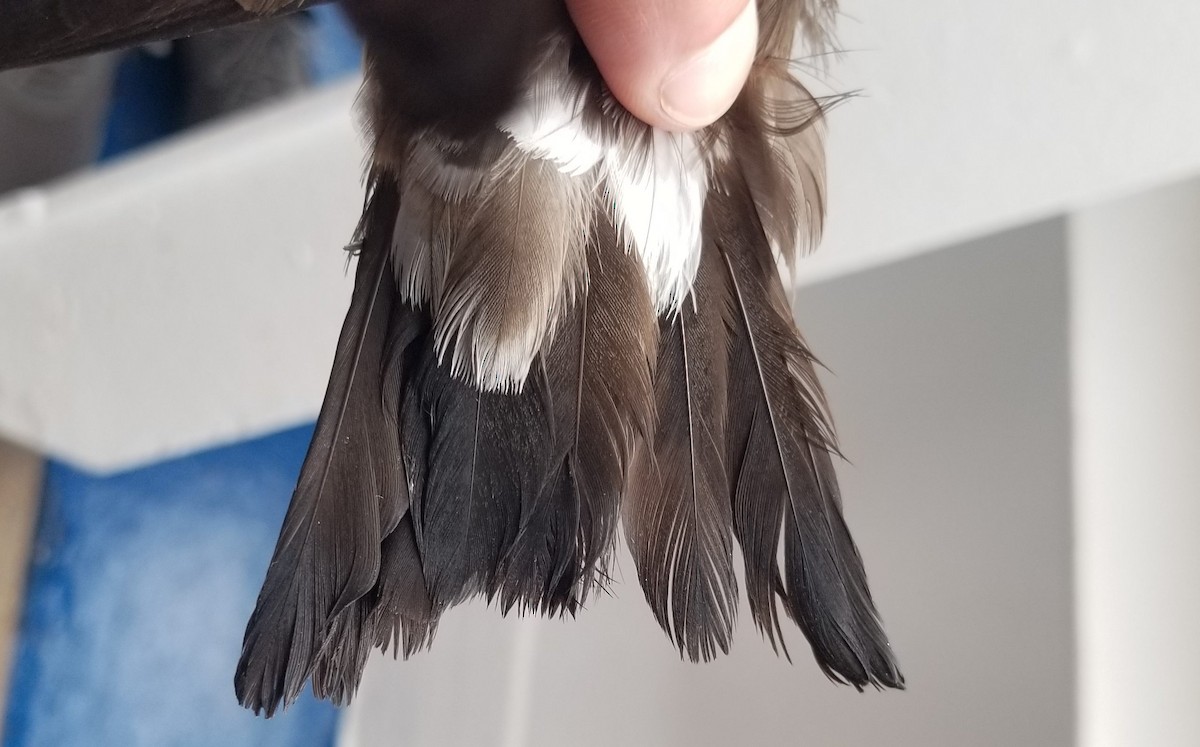 コシジロウミツバメ - ML646125327