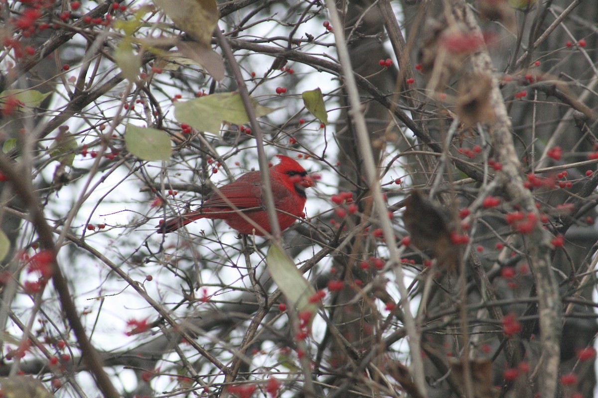 Northern Cardinal - ML646125328
