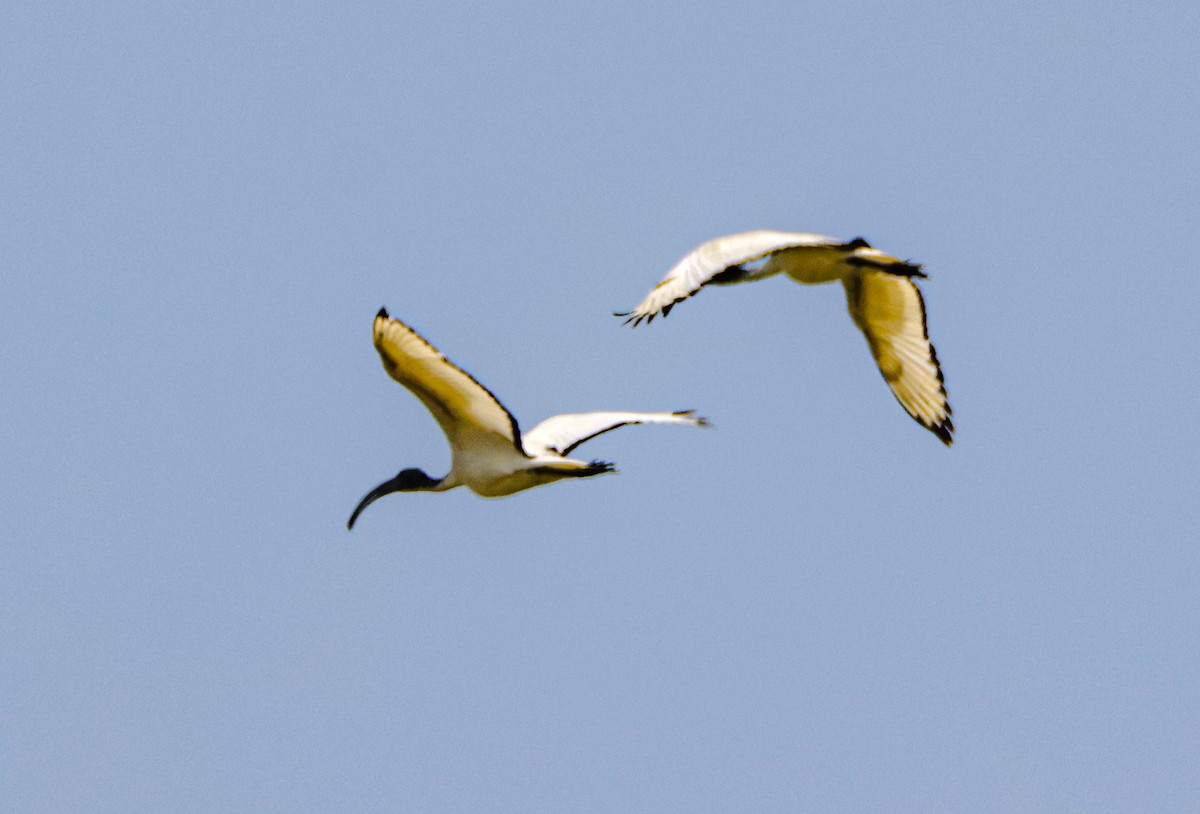 African Sacred Ibis - ML646125330