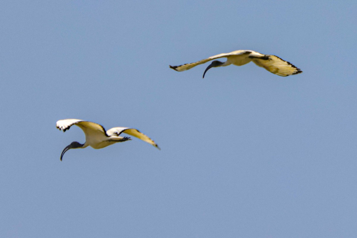 African Sacred Ibis - ML646125331