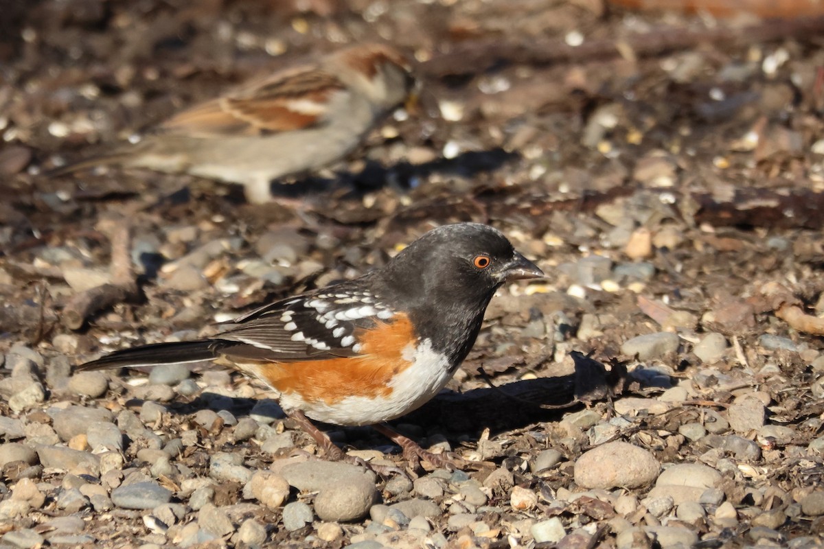 Spotted Towhee - ML646125332