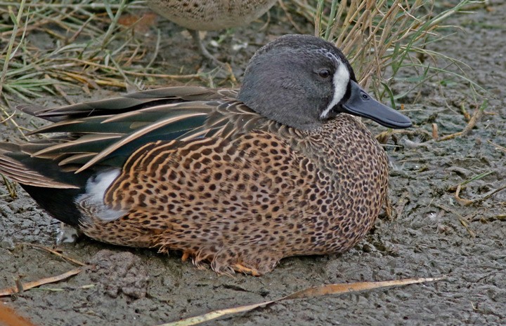 Blue-winged Teal - ML646125334