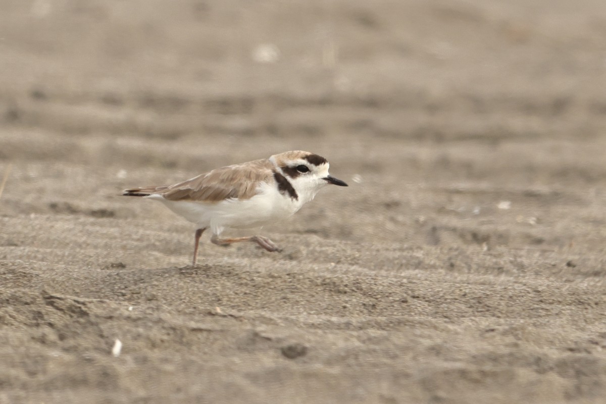 Snowy Plover - ML646125335