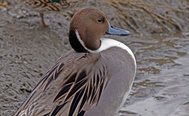 Northern Pintail - ML646125337