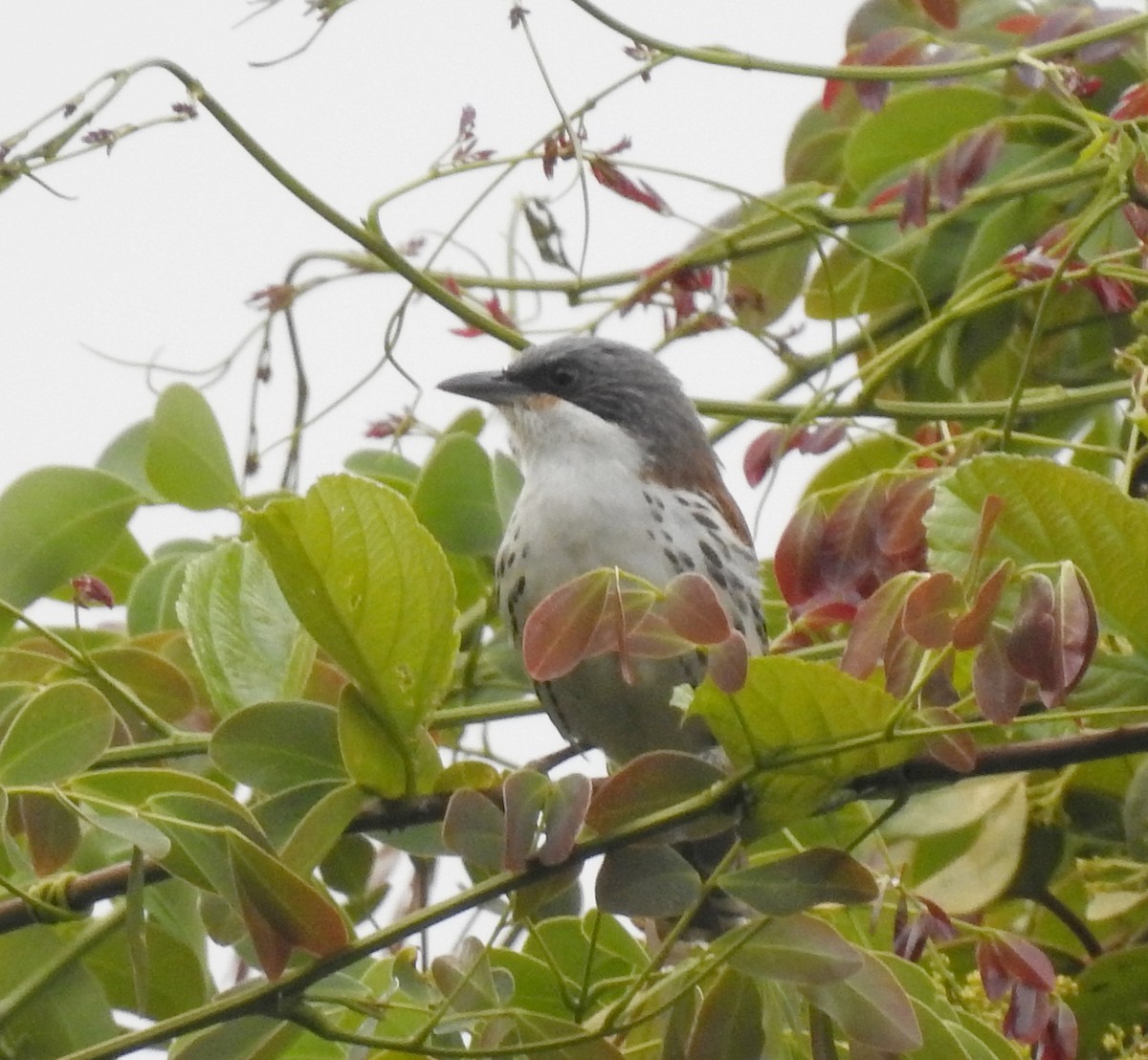 Gray-crowned Crocias - ML646125343