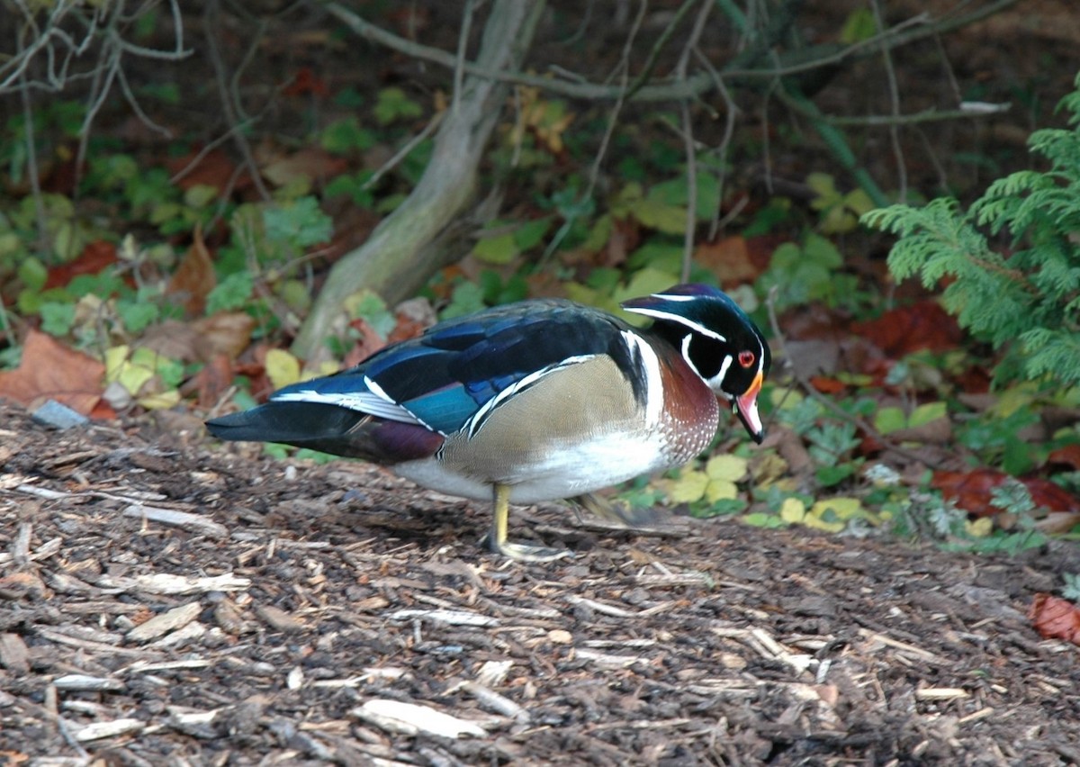 Canard branchu - ML646125344