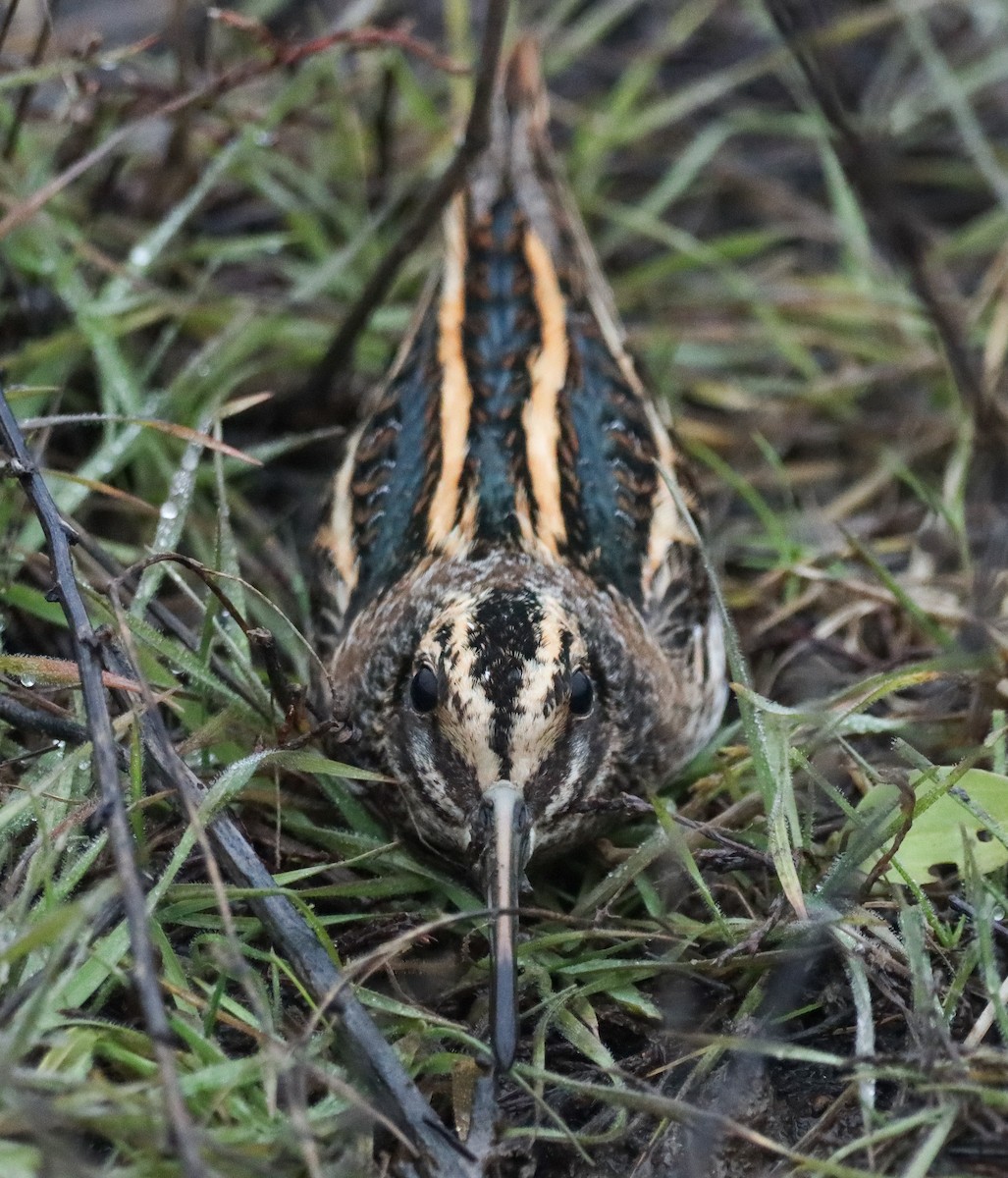 Agachadiza Chica - ML646125345