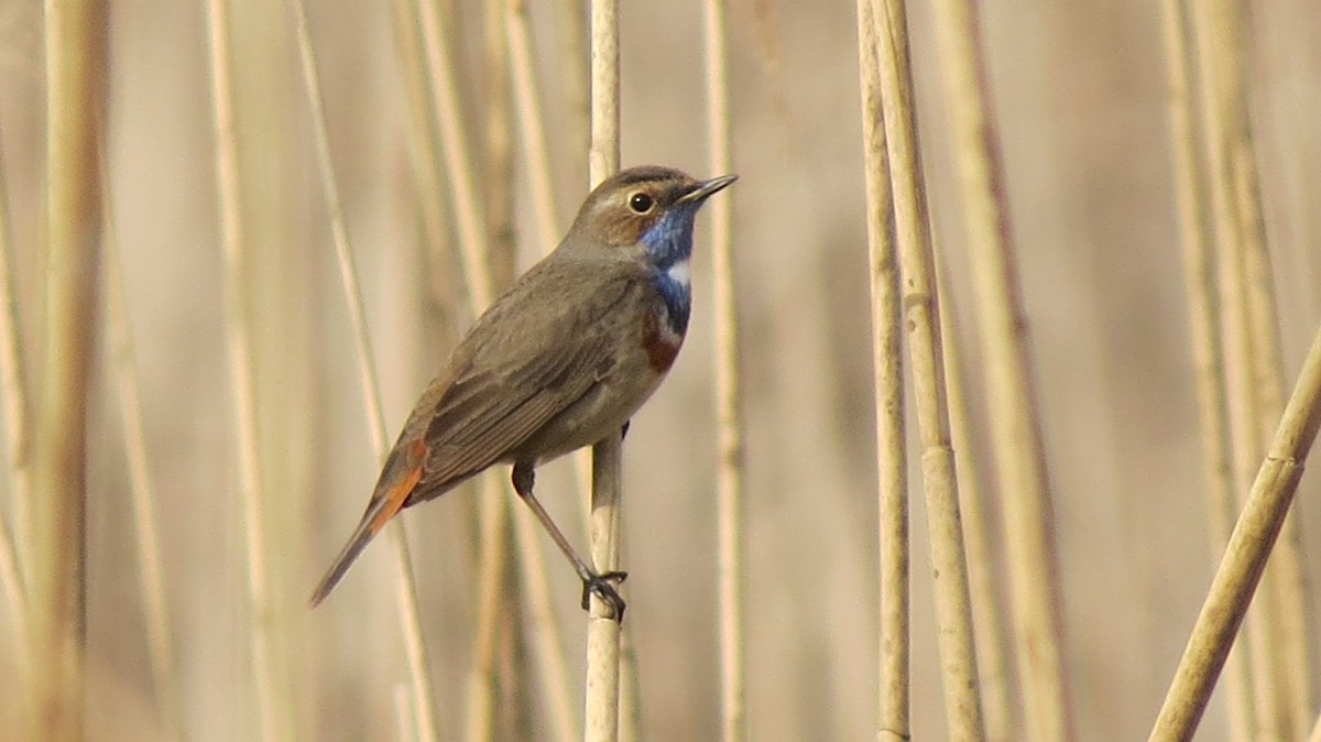 Bluethroat - ML646125346