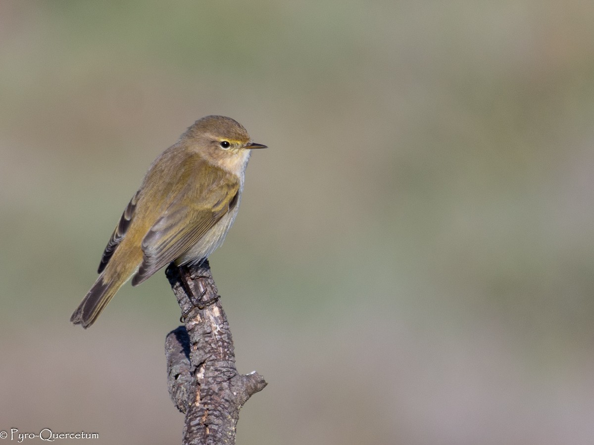 Common Chiffchaff - ML646125347