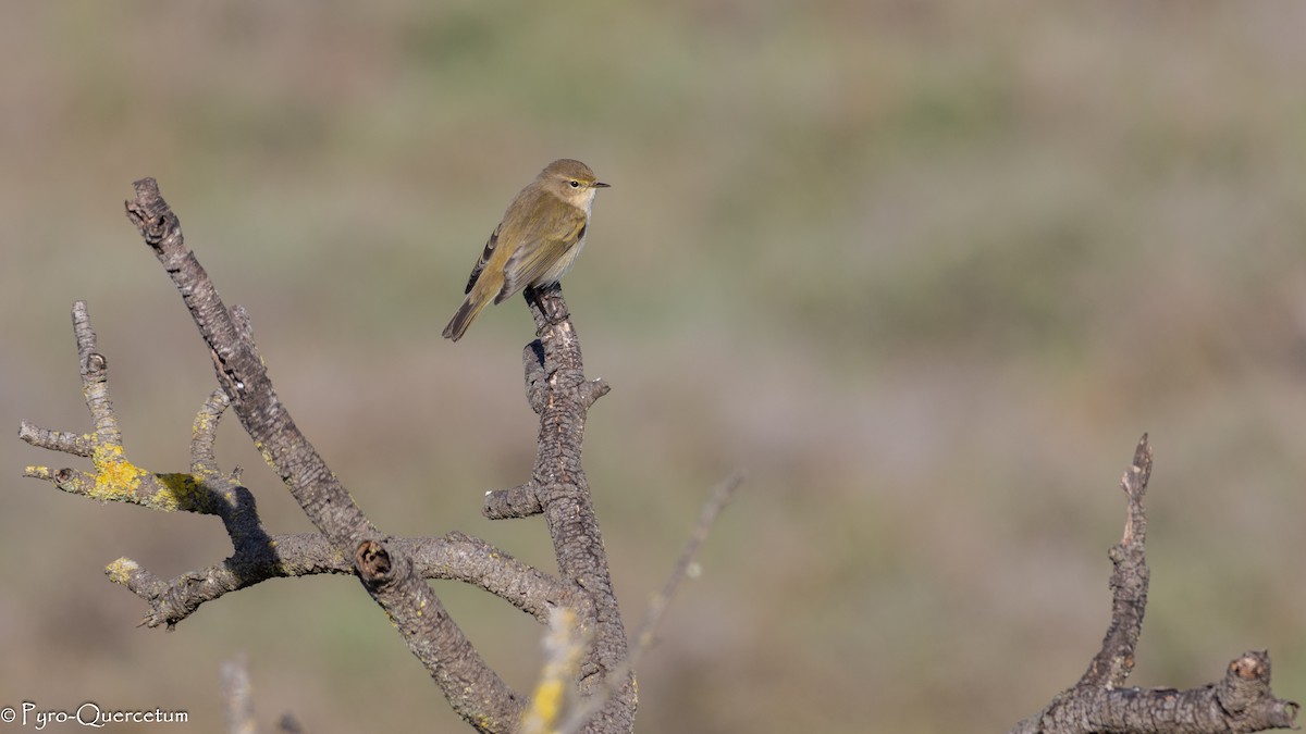 Common Chiffchaff - ML646125348