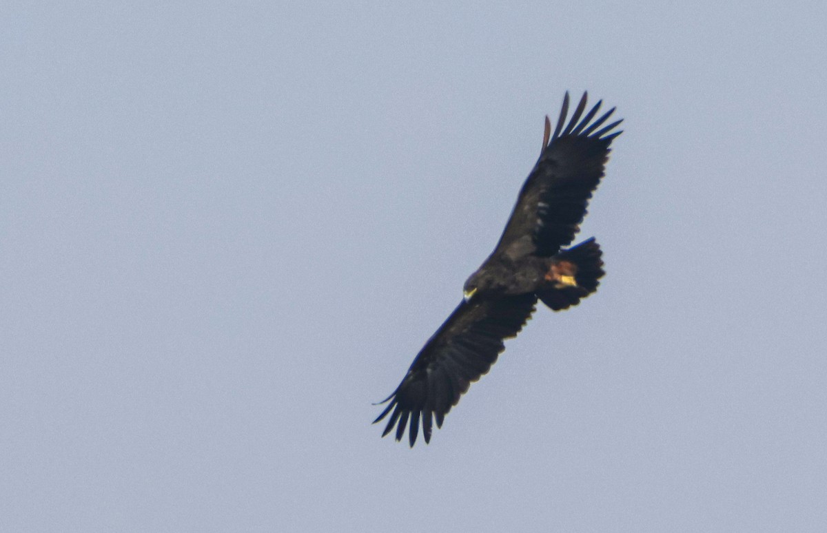 Greater Spotted Eagle - ML646125350