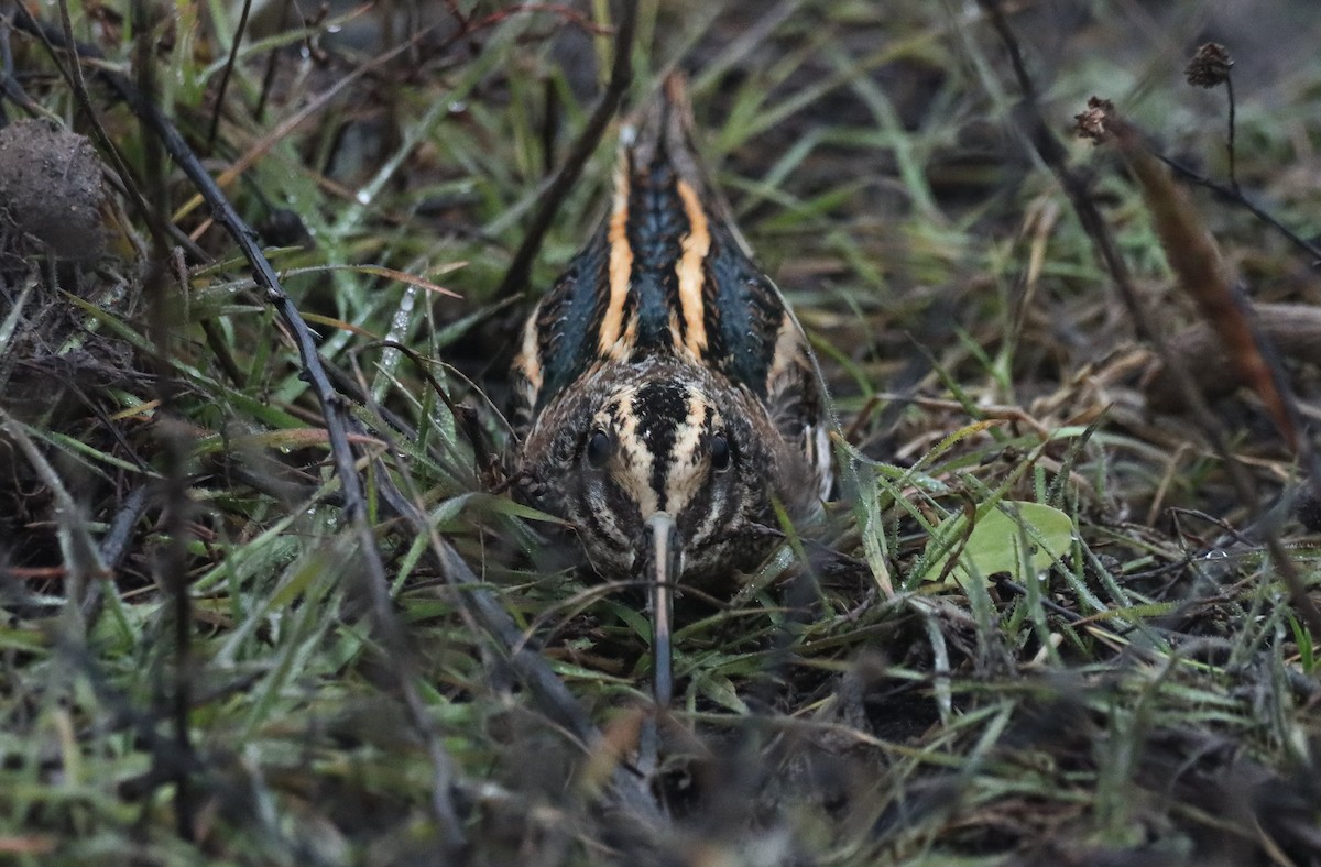 Agachadiza Chica - ML646125351