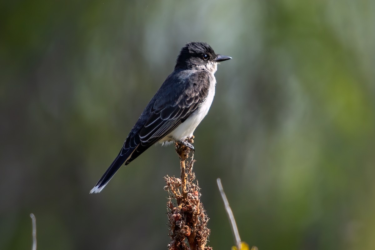 Tirano Oriental - ML646125357