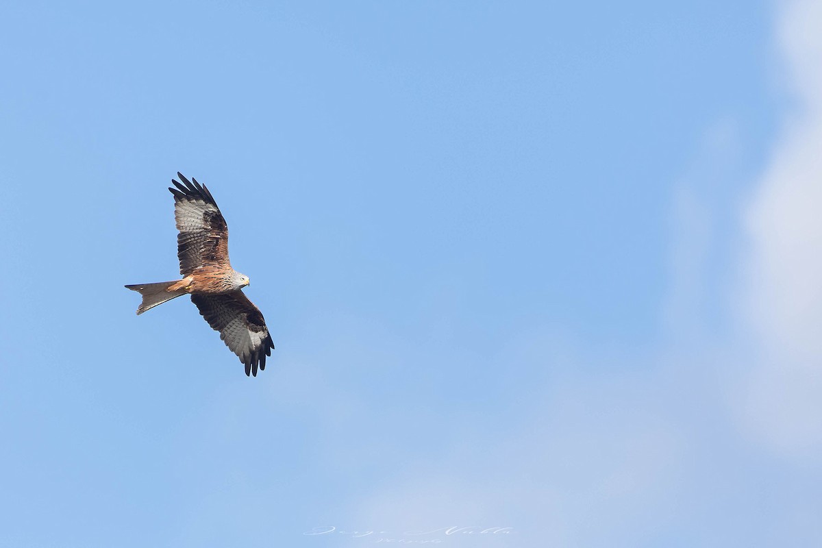 Red Kite - ML646125359