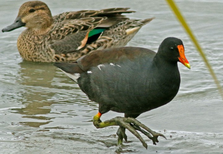 Common Gallinule - ML646125360