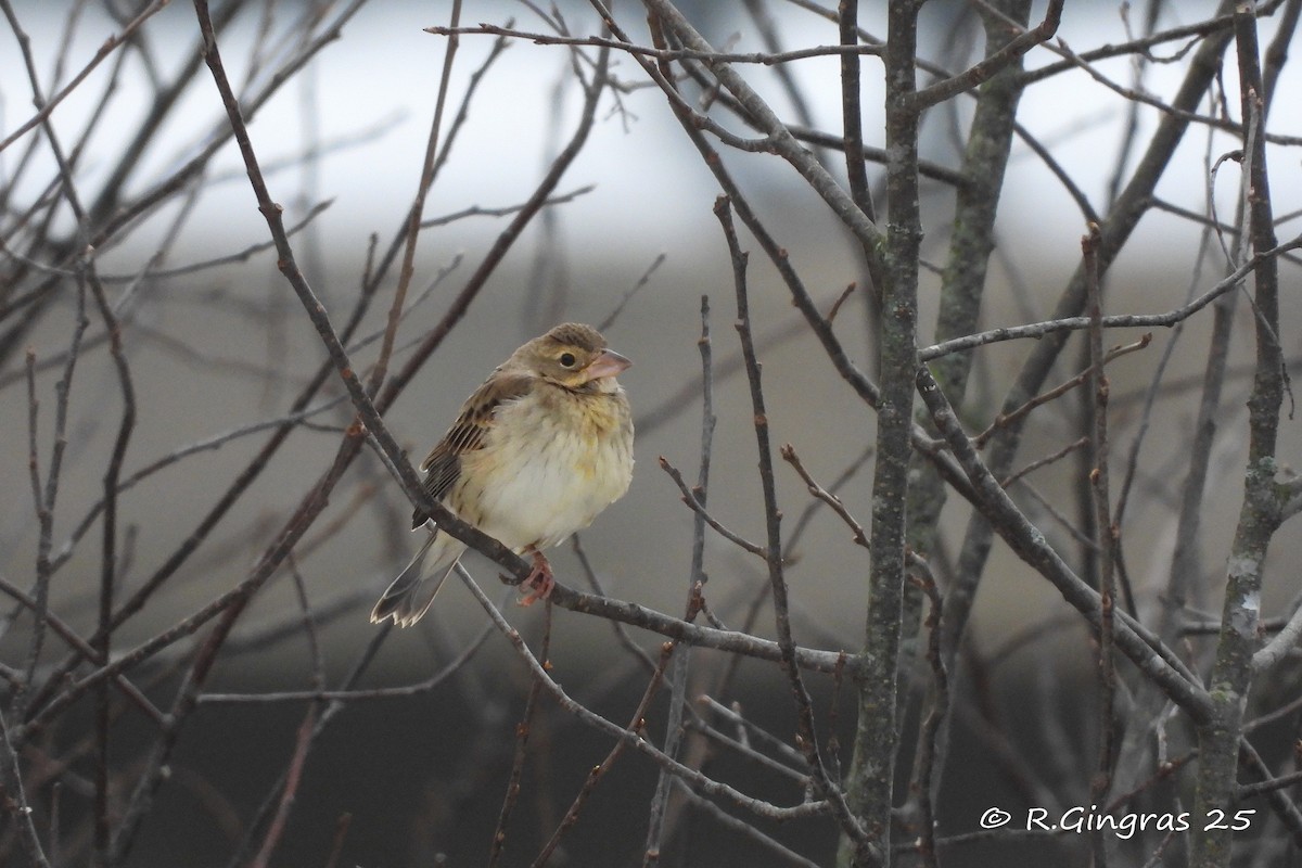Dickcissel - ML646125361