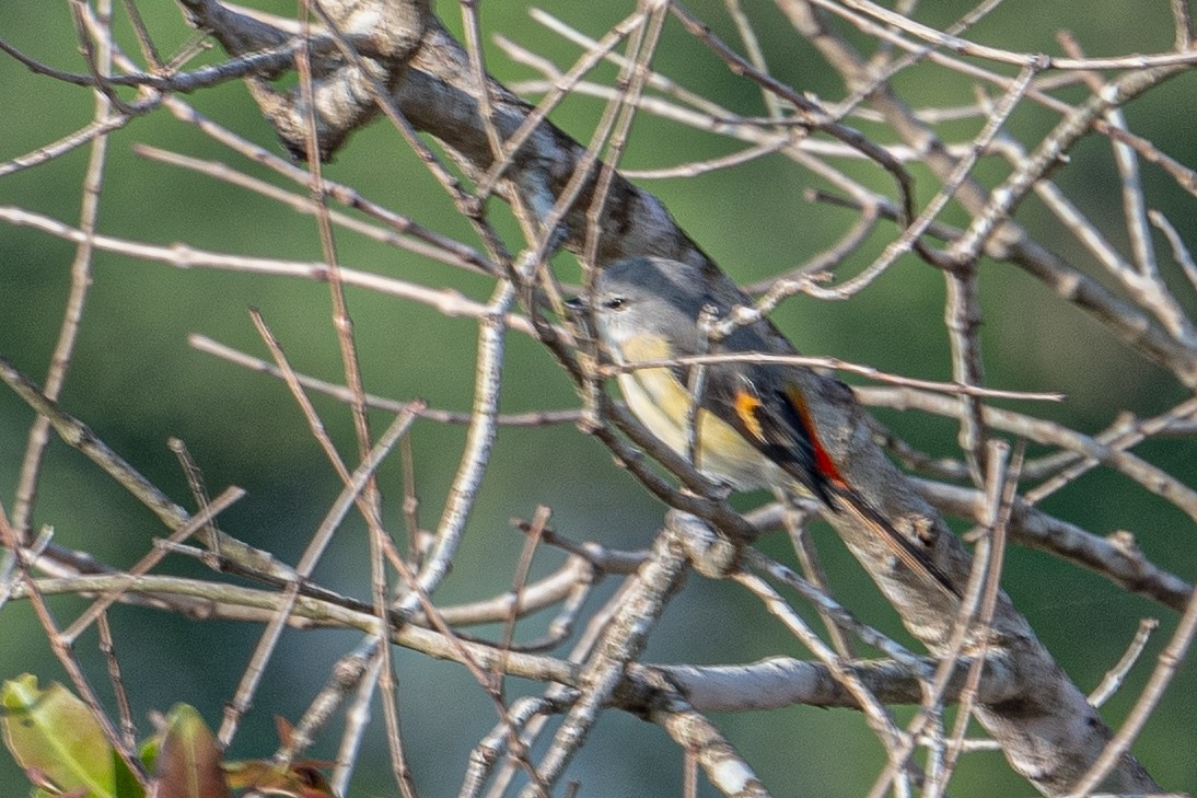 Zwergmennigvogel - ML646125362