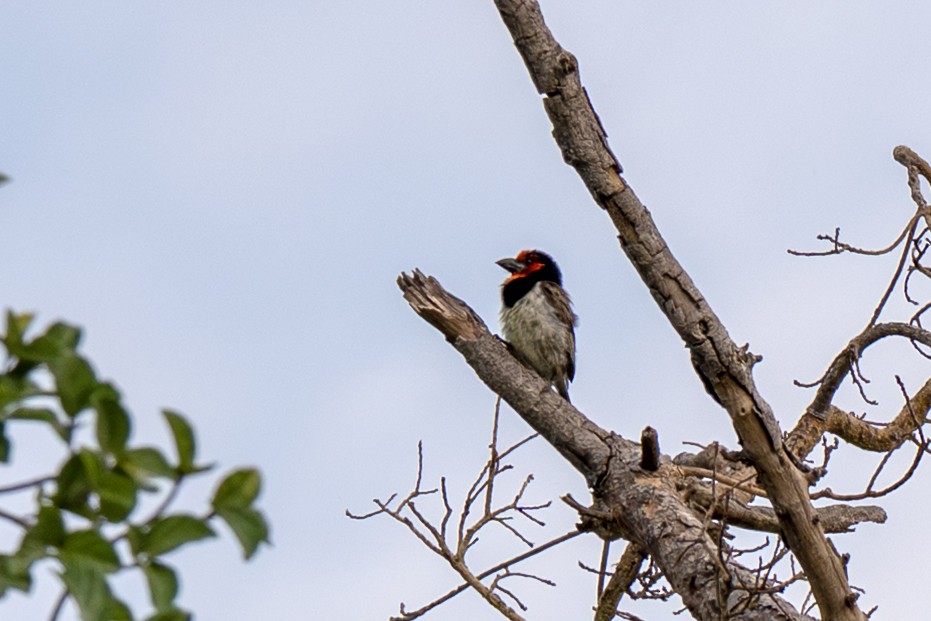 Black-collared Barbet - ML646125365