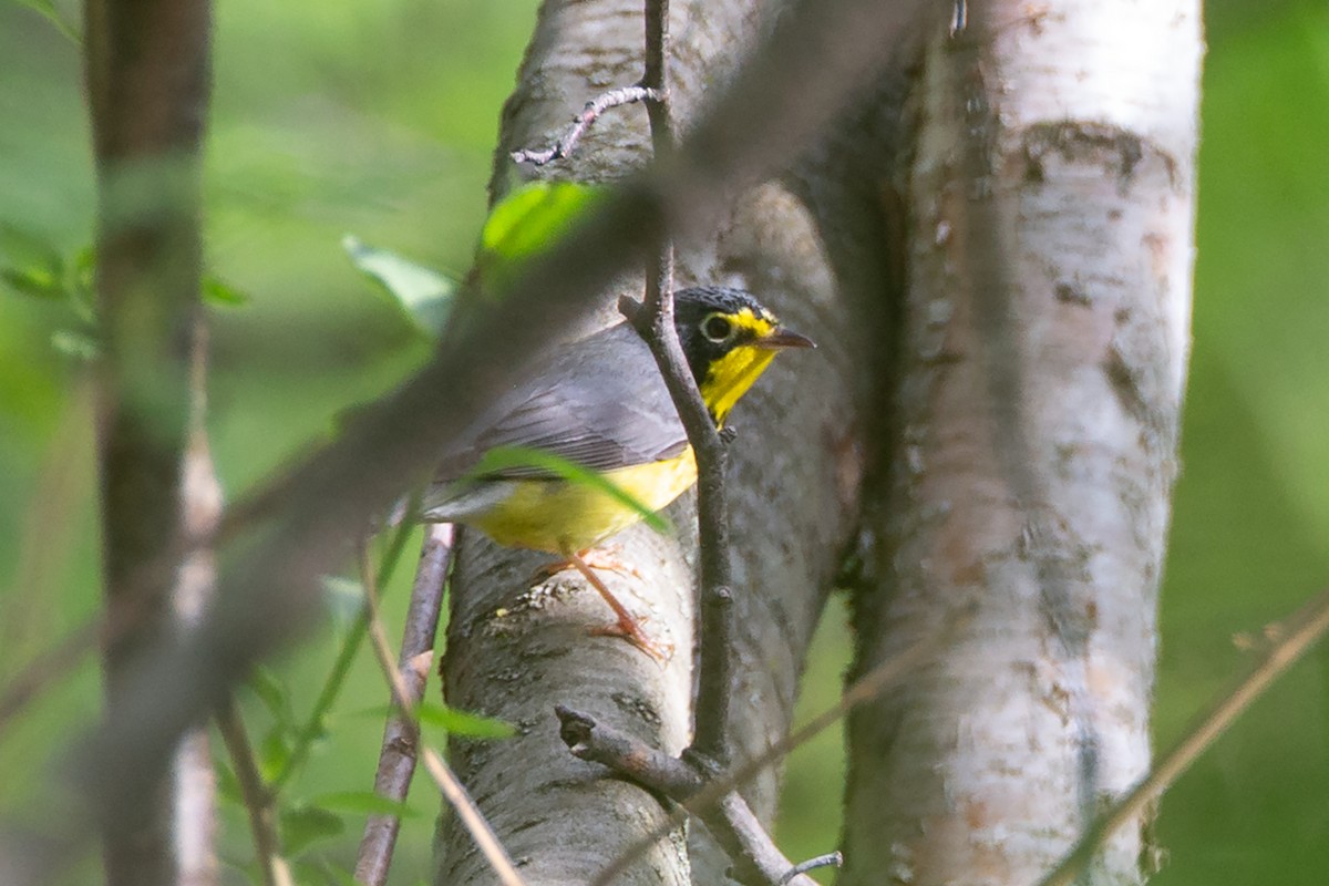 Канадская вильсония - ML646125366