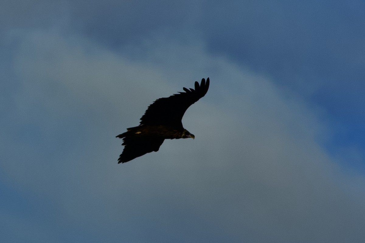 sup hnědý - ML646125367