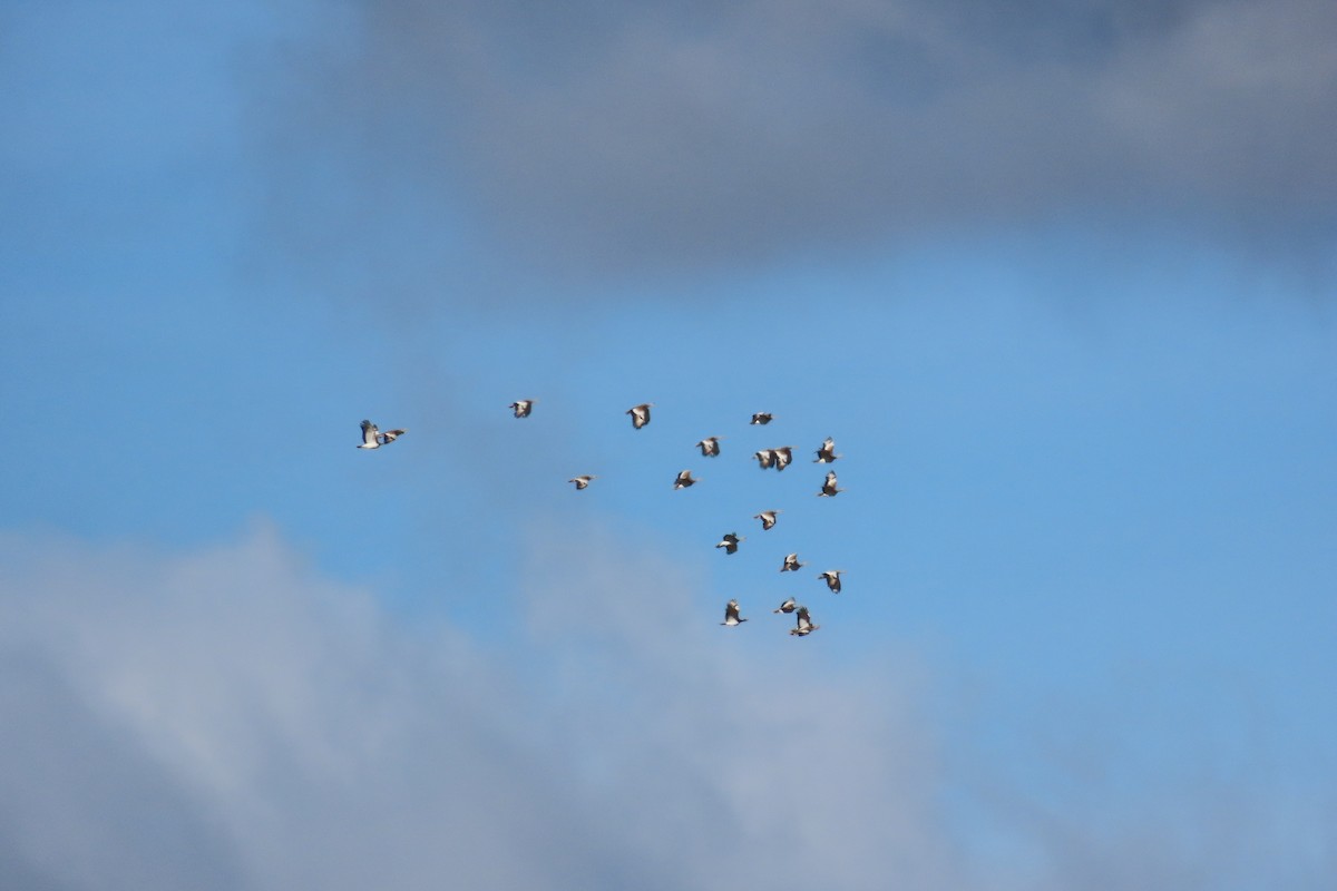 Otarda - ML646125370