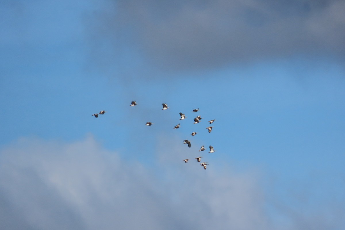 Otarda - ML646125371