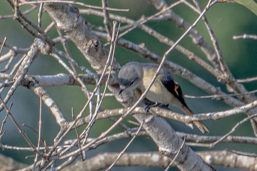 Zwergmennigvogel - ML646125372