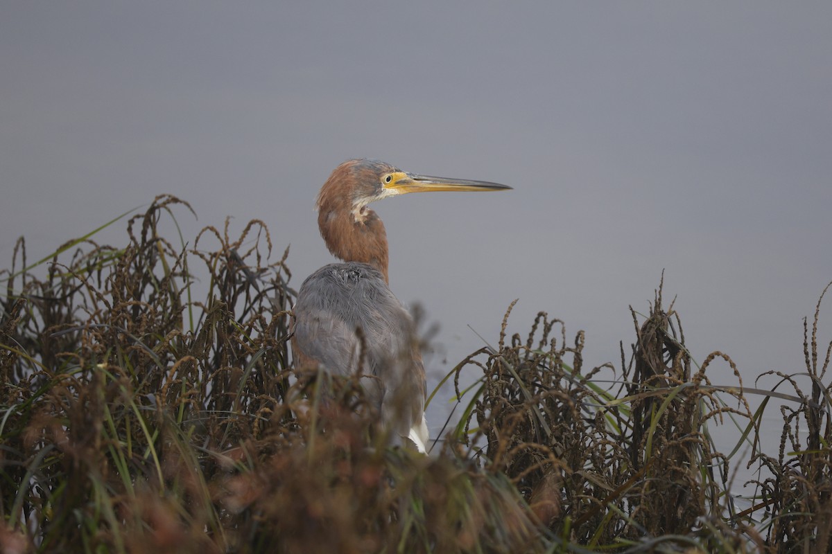 Tricolored Heron - ML646125378