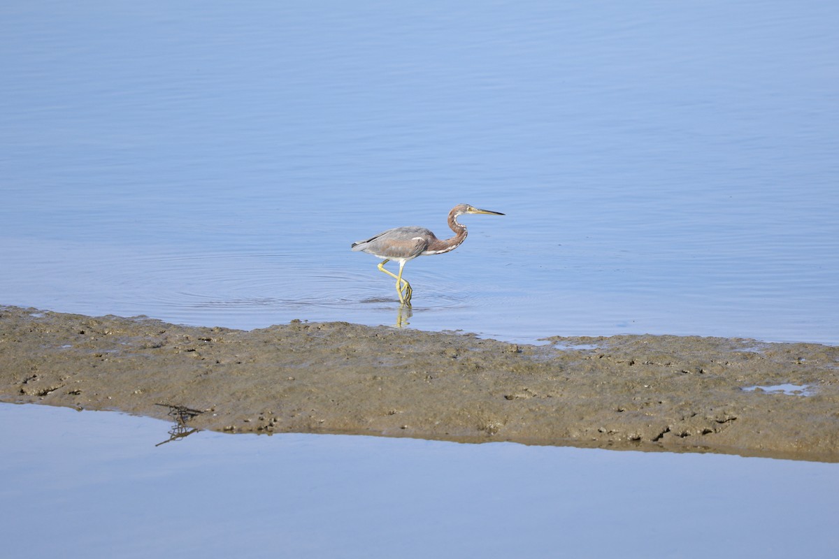 Tricolored Heron - ML646125380