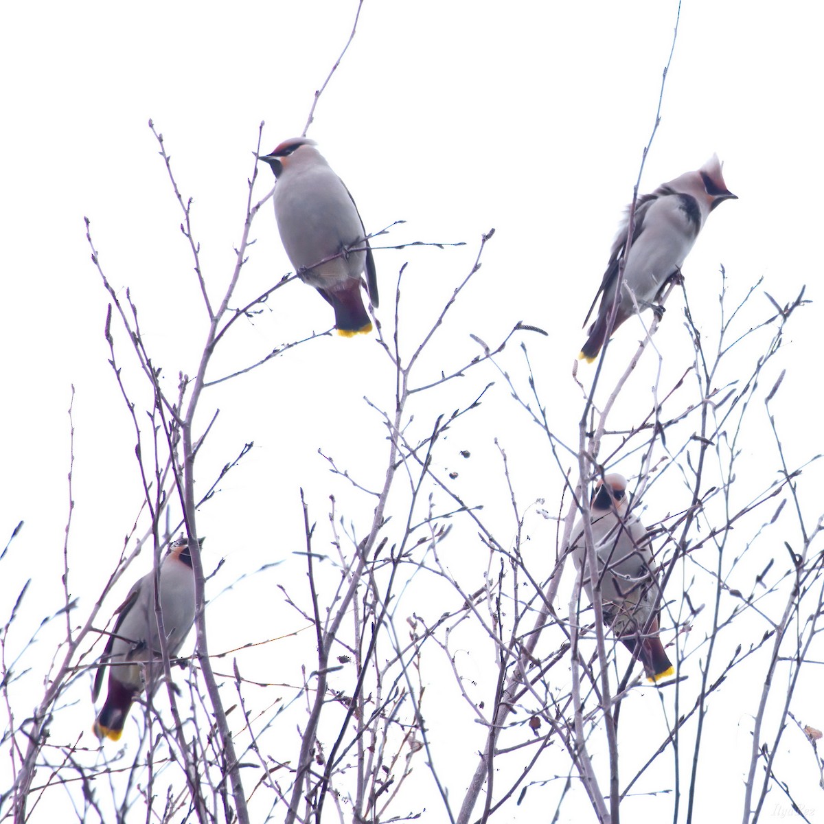 Seidenschwanz - ML646125381