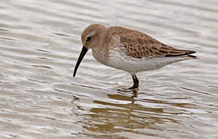 Dunlin - ML646125383