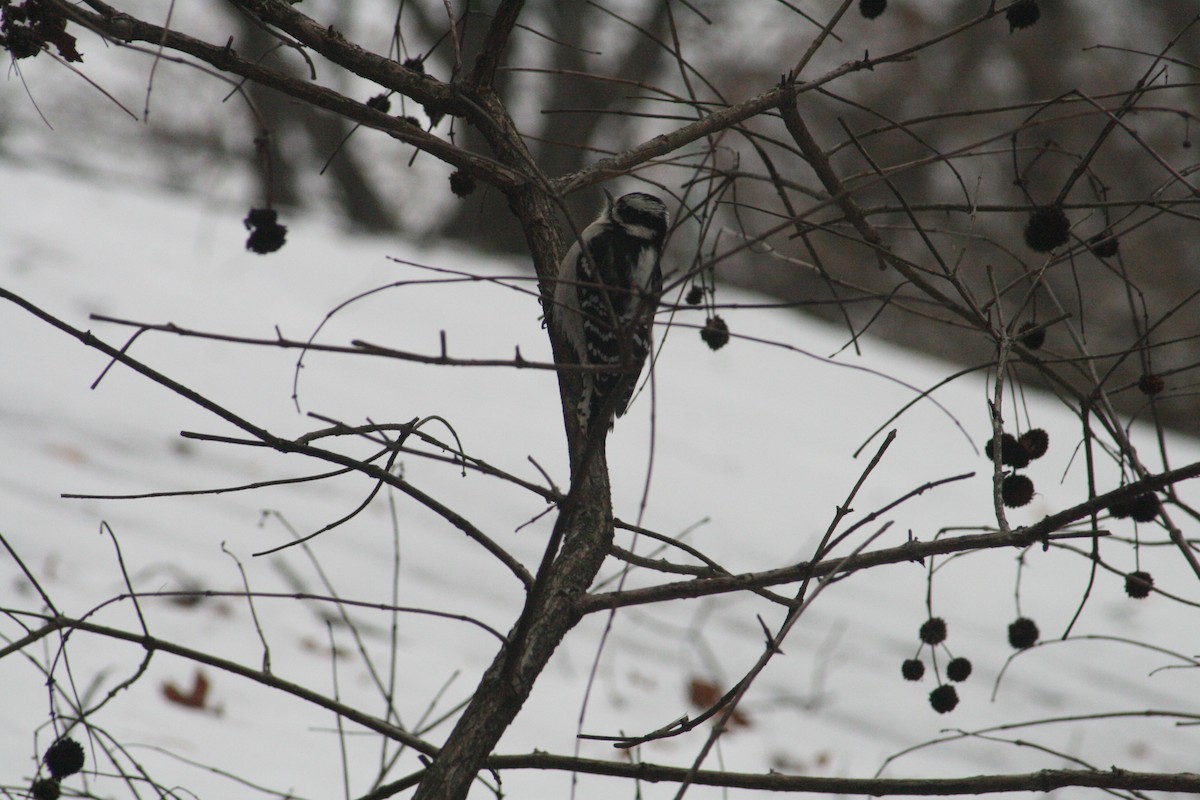 Downy Woodpecker - ML646125391
