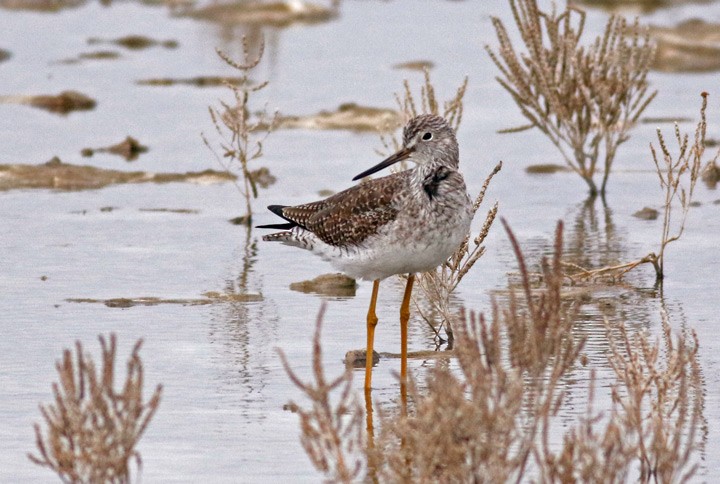 Greater Yellowlegs - ML646125394