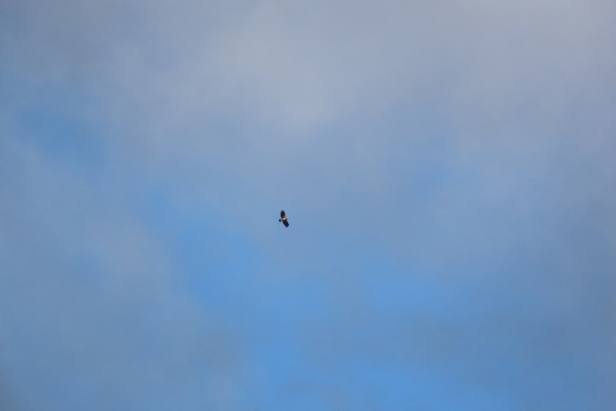 Aquila imperiale iberica - ML646125397