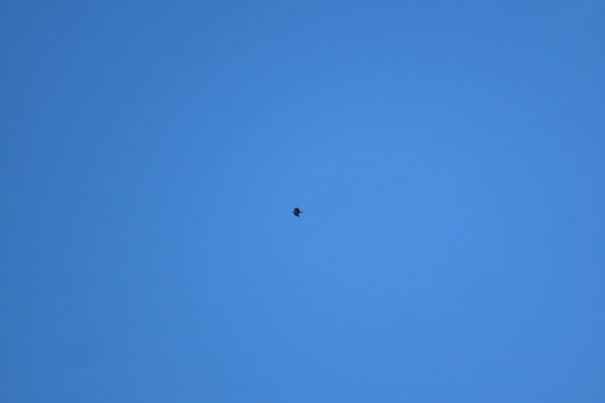 Aquila imperiale iberica - ML646125399