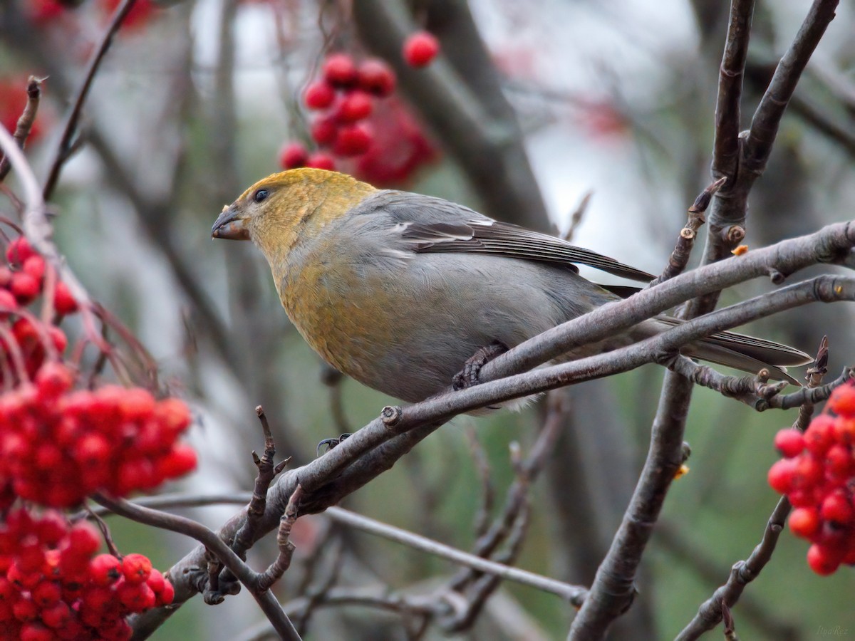 Tayga Çütresi - ML646125400