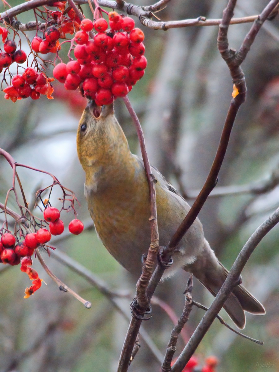 Tayga Çütresi - ML646125401