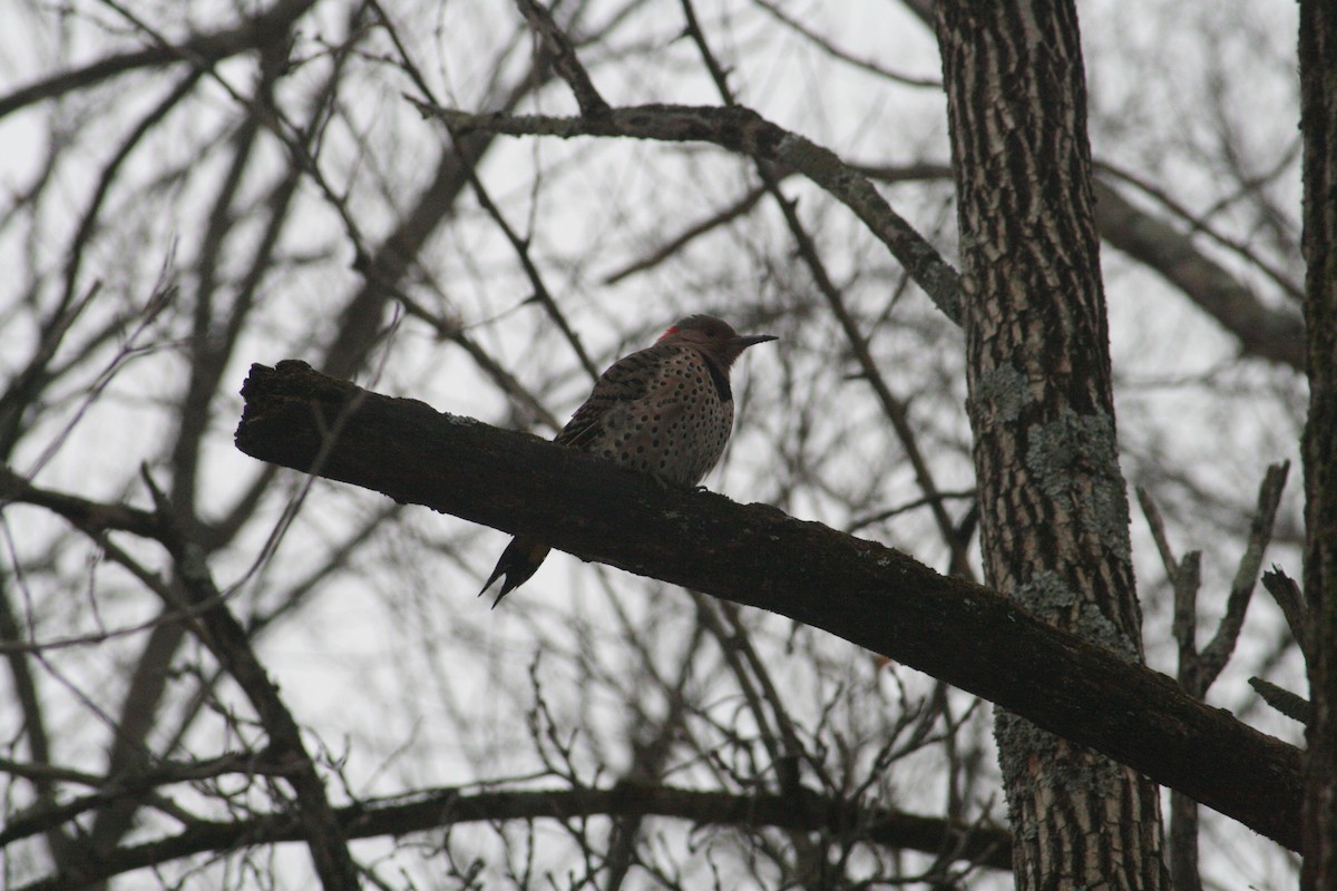 Northern Flicker - ML646125402