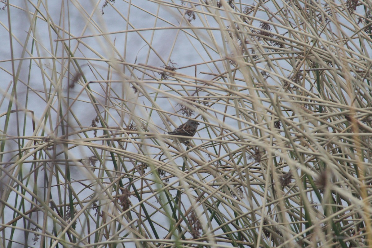 Swamp Sparrow - ML646125413