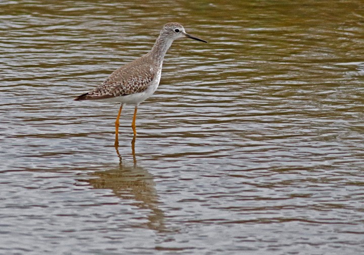 Lesser Yellowlegs - ML646125414