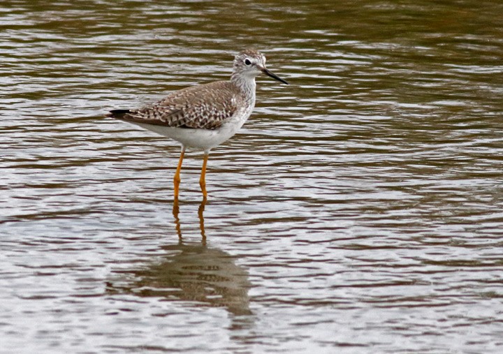 Lesser Yellowlegs - ML646125415