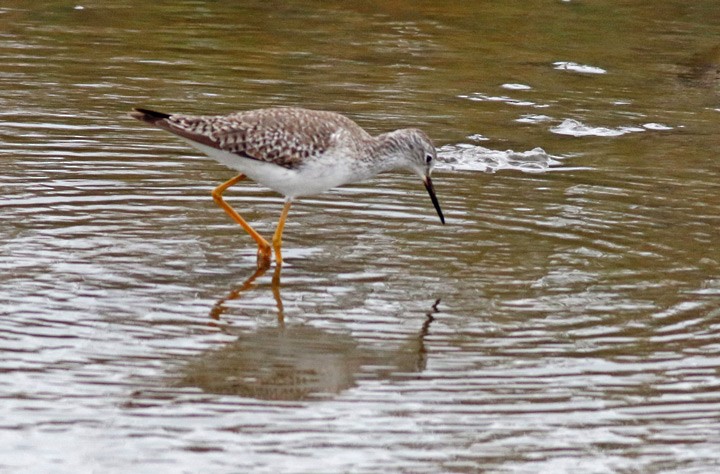 Lesser Yellowlegs - ML646125416