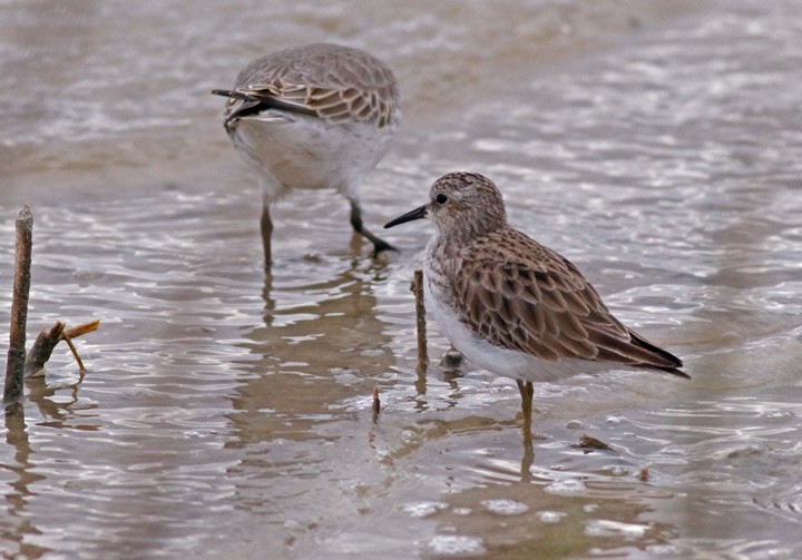 Least Sandpiper - ML646125425