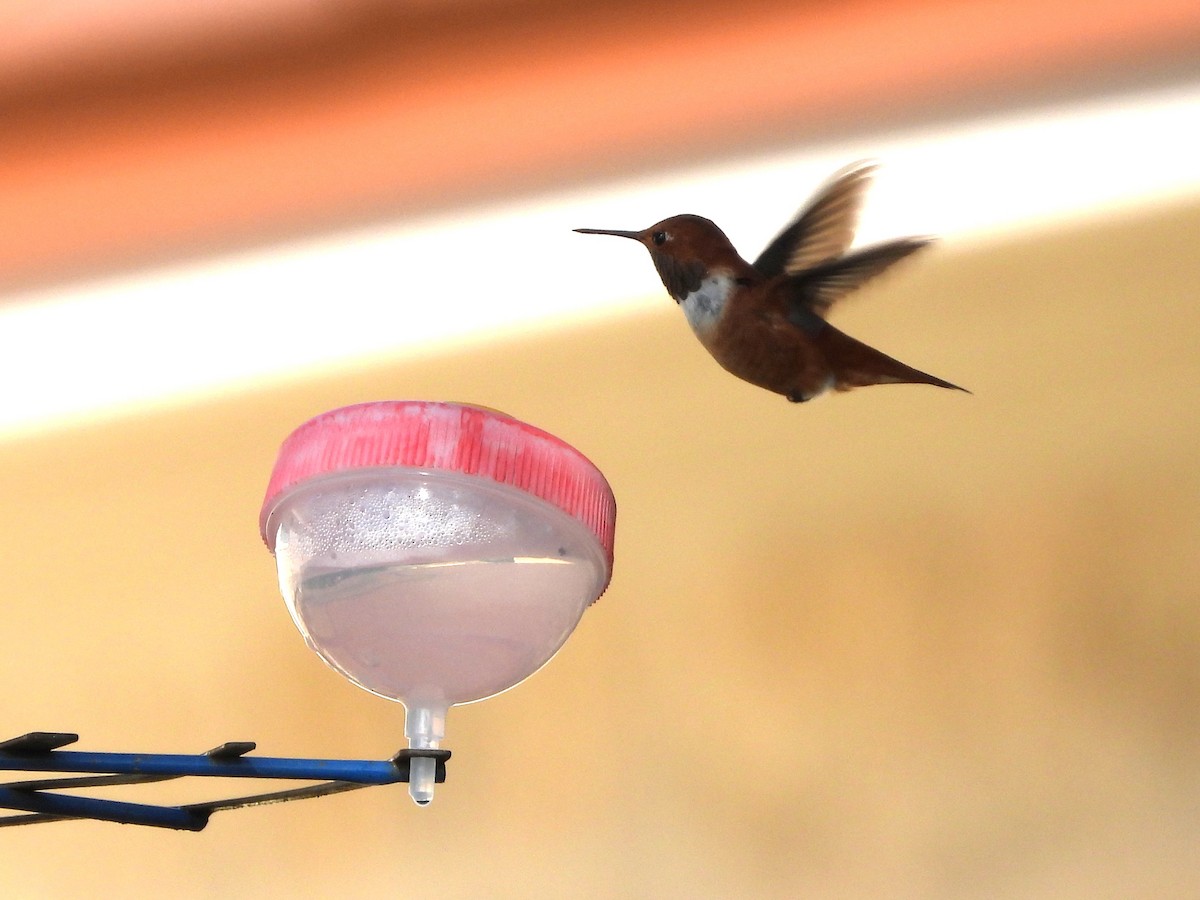 Rufous Hummingbird - ML646125432
