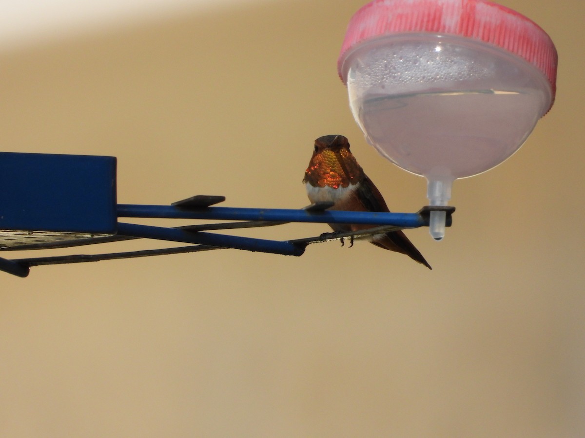 Rufous Hummingbird - ML646125433
