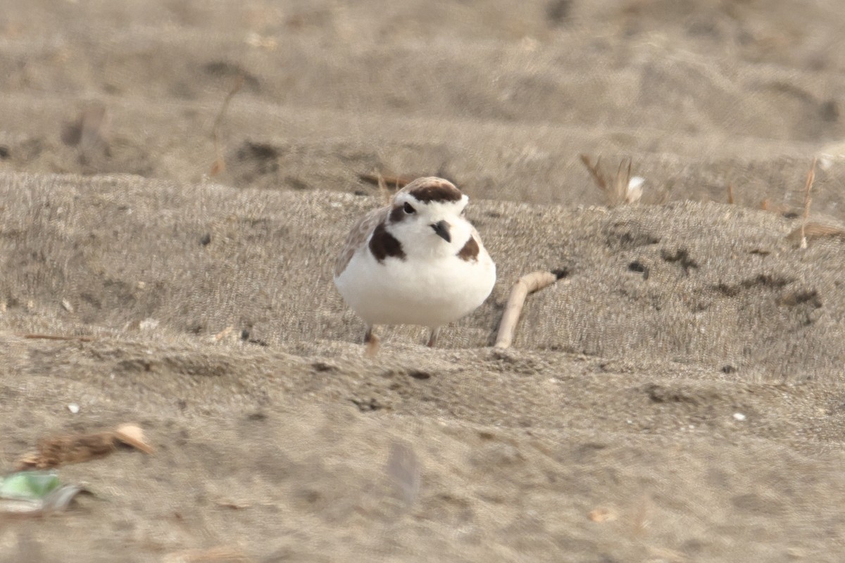 Snowy Plover - ML646125438